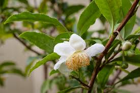 Image result for Camellia sinensis
