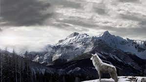 Lobo Solitrio Wallpaper Hd Wolf Wallpaper Wolf Background Wolf Pictures
