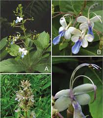 Image result for Rotheca quadrangulata