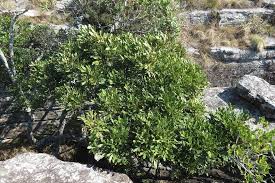 Image result for Neocussonia umbellifera