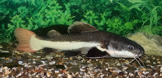 Category Phractocephalus Hemioliopterus Wikimedia Commons