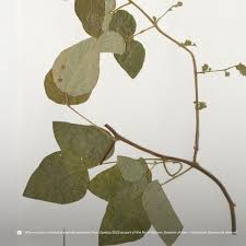 Image result for Rhynchosia resinosa