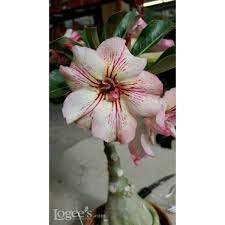 Adenium Desert Rose Yellow Fragrance Logees Tropical Plants