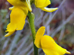 Image result for Lentibulariaceae