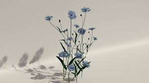 Cornflower 3d Model Free Realistic Mermaid Realistic Mermaid Tails 3d Model