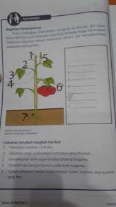 Matematika kelas 7 semester 2 halaman 160 ayo kita berlatih 7 4 tolong dijawab dengan cara ya brainly co id. Ayo Lakukan Buku Ipa Semester 2 Brainly Co Id