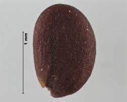 Image result for Cheirostylis lepida