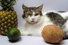 You should also avoid feeding your cat the peel or the pit because these may contain toxins. Can Cats Eat Avocado 3 Benefits Precautions Revealed