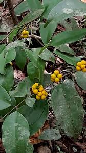 Image result for Memecylon sp. D