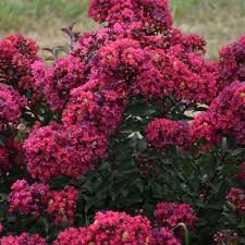 Maybe you would like to learn more about one of these? Lagerstroemia Lava Java Pp32973 Walters Gardens Inc