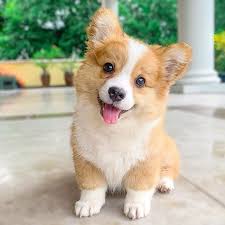 And since this playful buddy likes to please its master, corgi is definitely a nice companion in the. Meet Baby The Adorable Corgi Puppy Who S About To Steal Your Heart Inspiremore Baby Corgi Cute Dogs Cute Baby Dogs
