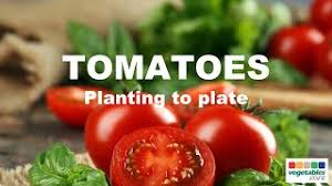 Jun 13, 2008 · calcium (ca): Tomatoes TÅmato Vegetables