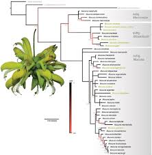 Image result for Mucuna glabrialata