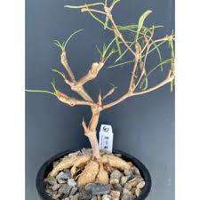 Image result for Monadenium spinulosum