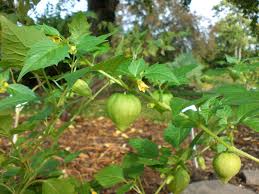 Image result for Physalis peruviana