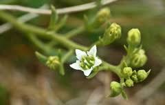 Image result for Santalaceae
