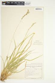 Image result for Schmidtia pappophoroides