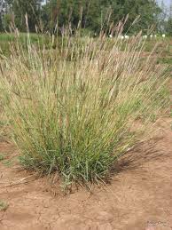 Image result for Ischaemum afrum