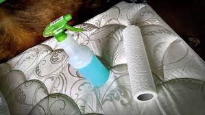 Resist the urge to rub the towels back and forth—this will only massage the urine into the mattress. How To Remove Urine Stains From A Mattress The Sleep Judge