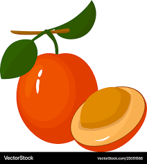 Image result for Ximenia