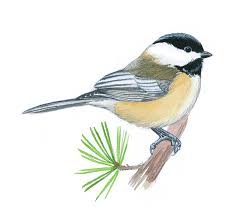 Image Result For Chickadee Chickadee Drawing Chickadee Bird Drawings