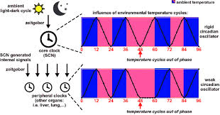 These animals are able to maintain a level of activity at cooler temperature, which an ectotherm cannot due to differing enzyme levels of activity. Influence Of Temperature On Central And Peripheral Oscillators Download Scientific Diagram