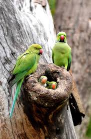 Les Animaux De La Semaine Oiseaux Exotiques Animaux Animaux Et Oiseaux