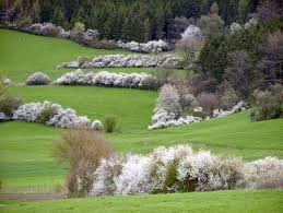 Mit einheimischen pflanzen können lebensräume für bienen, vögel einheimische pflanzen bei hauenstein ag. Hecke Biodivers