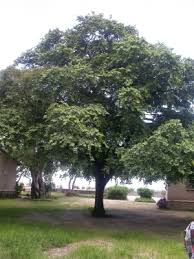 Image result for Pseudolachnostylis maprouneifolia