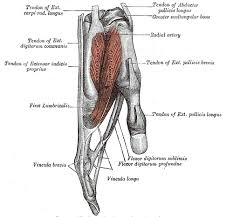 Anatomical Snuff Box Wikidoc Click now to learn more at kenhub! anatomical snuff box wikidoc
