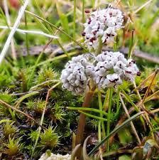 Image result for Apiaceae