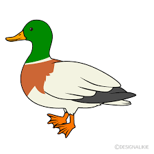 Find over 100+ of the best free mallard duck images. Mallard Duck Clipart Free Png Image Illustoon