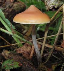 We did not find results for: Discover The Many Types Of Psilocybin Magic Mushrooms