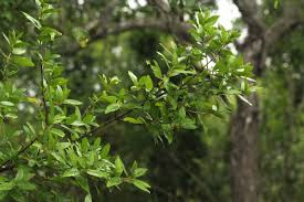 Image result for Bullockia setiflora