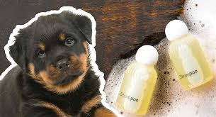 A., bowen j., kealey t. Best Shampoo For Rottweilers Coats And Skin