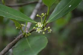 Image result for Elaeodendron
