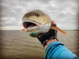 Weedless wire needs to be managed at times. Johnson Silver Minnow Spoon Cabela S