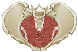 Image result for Pelvic Floor Dysfunction