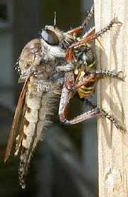 What will attract yellow jackets? Giant Robber Fly Eats Yellow Jacket What S That Bug