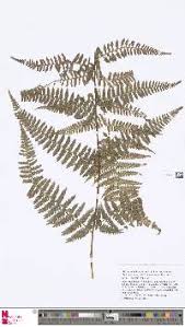 Image result for Hypolepis sparsisora