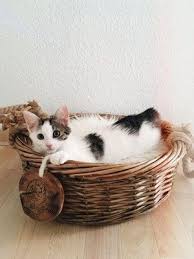 zufriedene schnurrer naturholzbaume fur katzen susse tiere katzen fotos katzenspielzeug