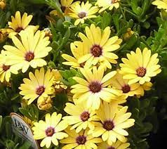 List Of Perennials Which Bloom All Year Year Round Flowers Flowers Perennials Outdoor Plants