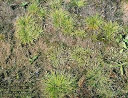 Image result for Isolepis setacea