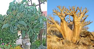 Image result for Cyphostemma robsonii