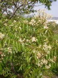 Image result for Clausena anisata