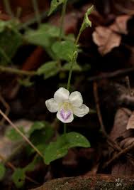 Image result for Asystasia malawiana