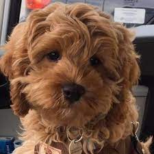 Mini cockapoo cockapoo puppies getting a puppy teddy bear animals. Cockapoo For Sale Online Shopping Mall Find The Best Prices And Places To Buy