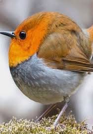 Pin On Birds