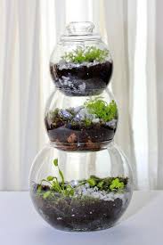 Image Result For Coffee Pot Terrarium For A Venus Fly Trap Terrariumhouse Closed Terrarium Plants Carnivorous Plants Terrarium Terrarium Plants