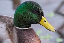 I would cancel the deaths. Fujifilm X S10 Full Review An Image Stabilized Camera For Almost Everyone Digital Photography Review